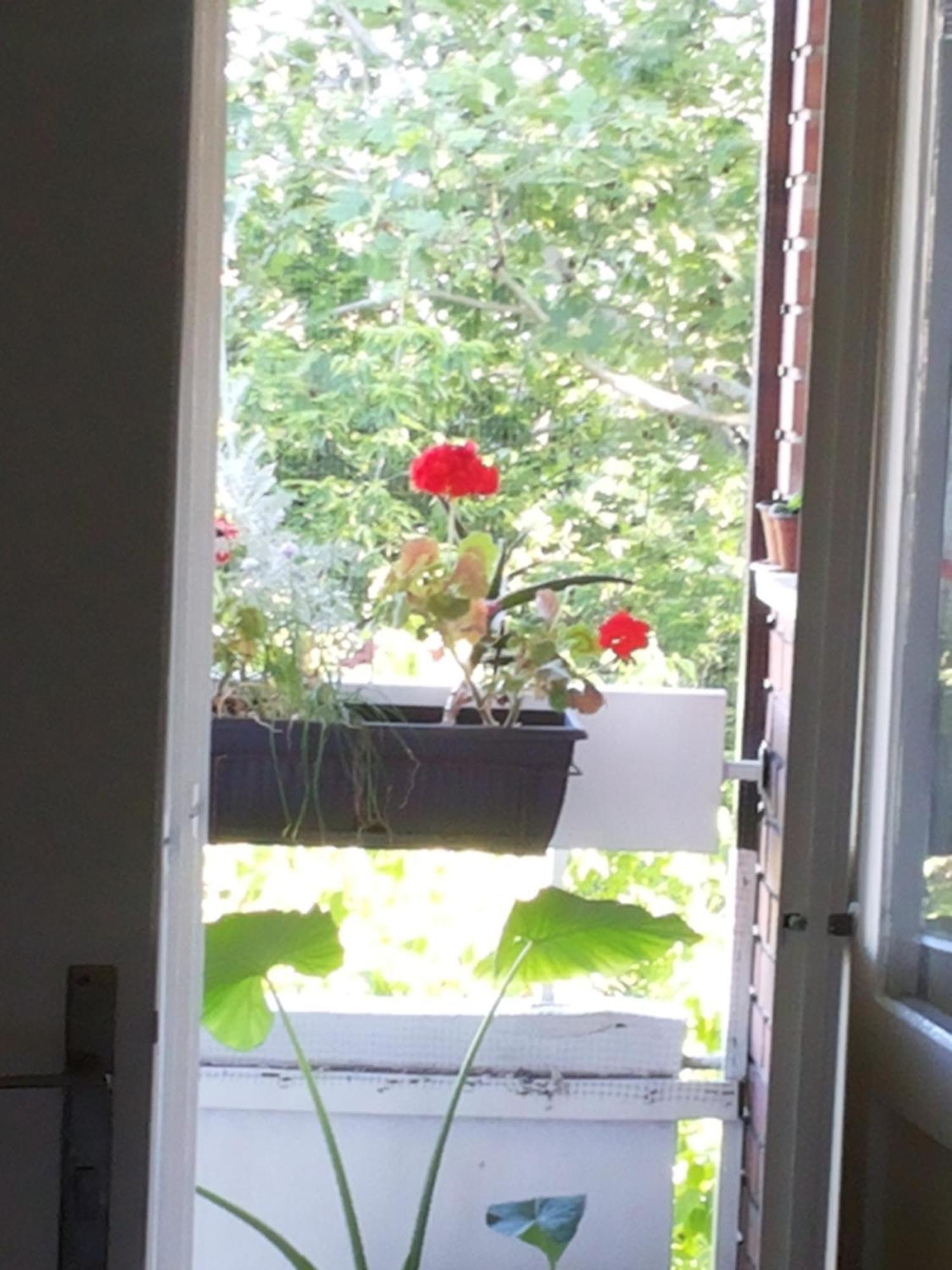 B&B Girasole Novi Sad Pokoj fotografie
